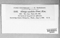 Albugo candida image